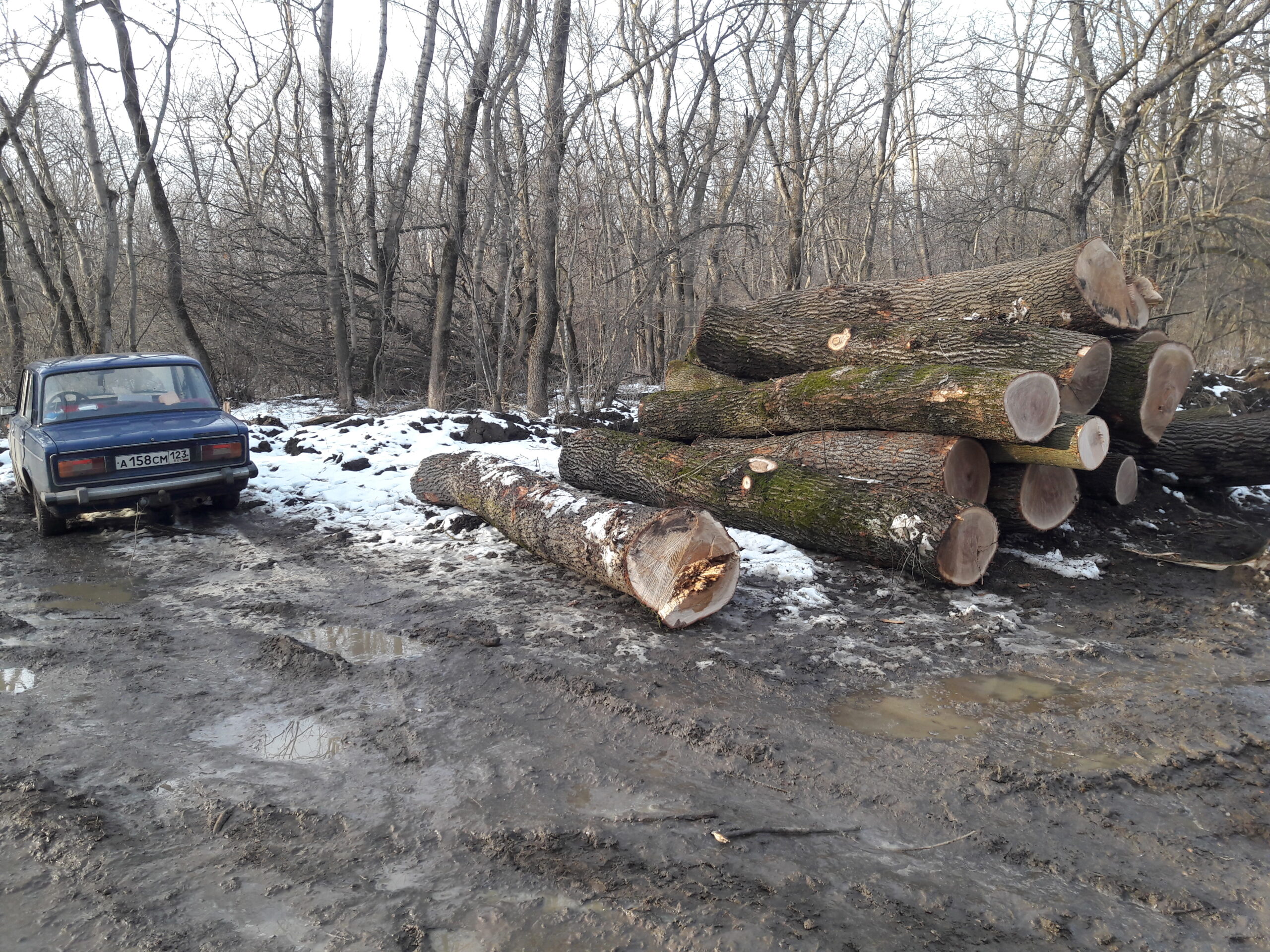 ОНФ обратился в прокуратуру Краснодарского края по факту вырубки леса в Армавире