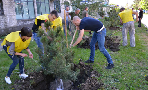 Город Абинск украсили деревья Победы