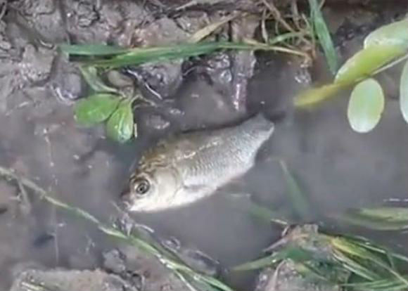 На газонах в Новороссийске плескались рыбки