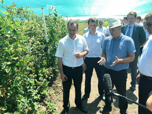 Губернатор оценил новые технологии по выращиванию ягодных культур в Абинском районе