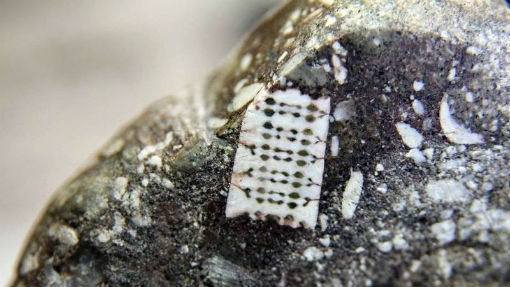 Житель Лабинска нашел камень с «микрочипом»