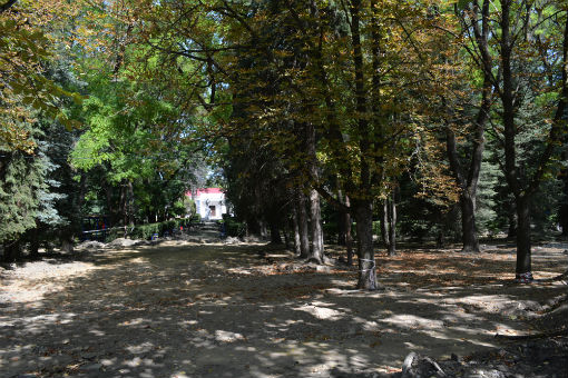 Депутат Госдумы помогла спасти уникальный парк японской софоры