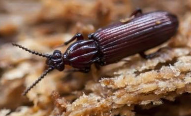 В Кавказском заповеднике нашли редкого сапроксильного жука –  индикатора старых лесов