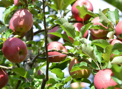 «Казачье подворье» продает фруктовые сады за 185 млн рублей