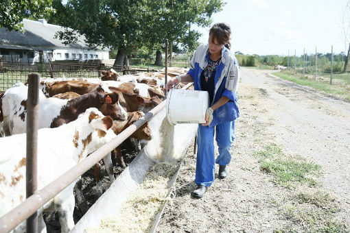 Более 1 млрд рублей субсидий выделят фермерам в 2019 году на Кубани