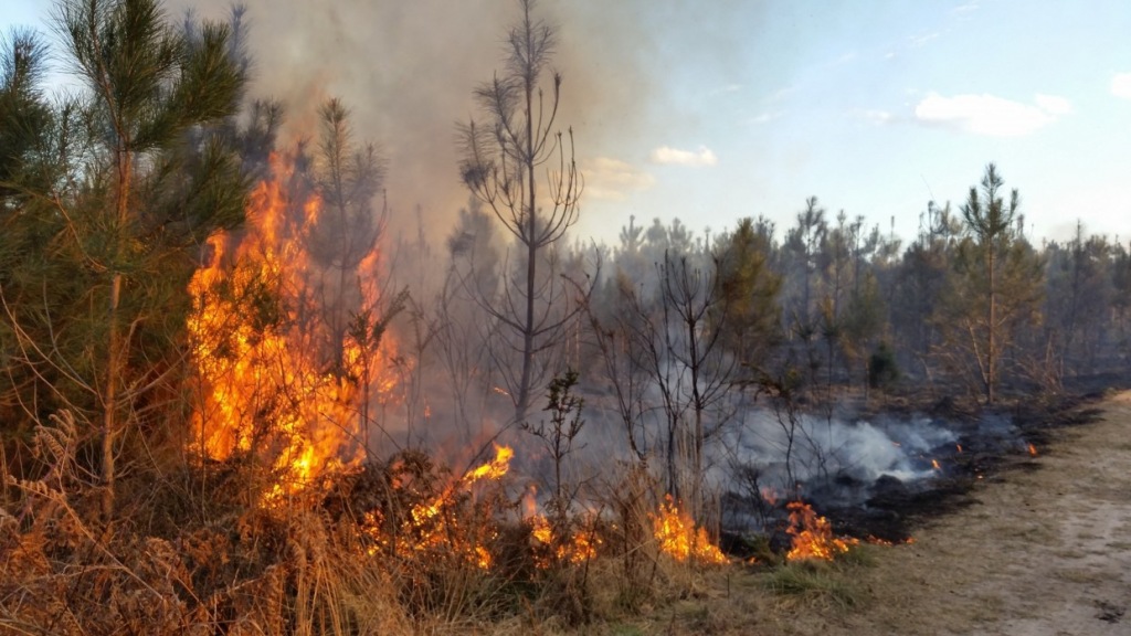 Чрезвычайная пожароопасность сохраняется на Кубани