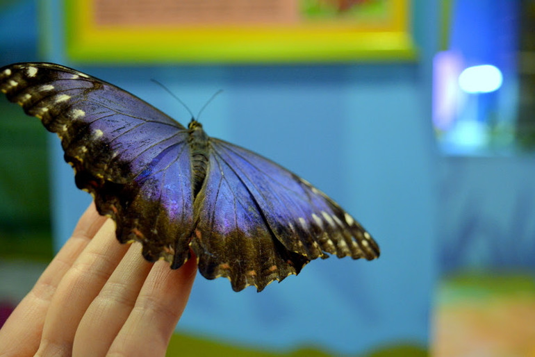 Сад живых тропических бабочек открылся в Абинске