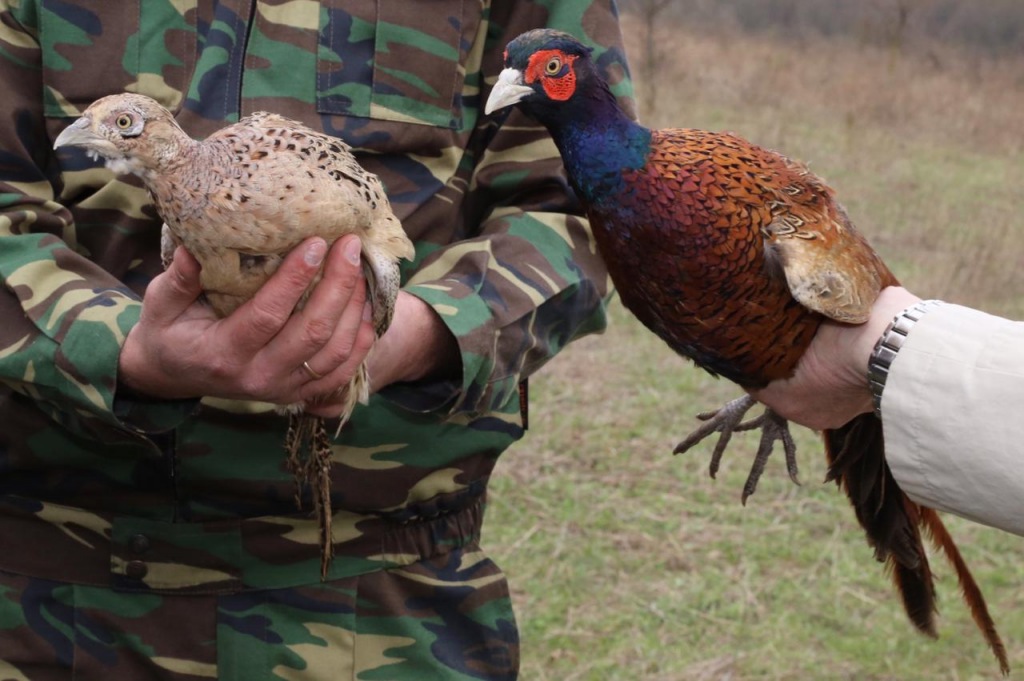 На территории Абинского района выпустили 200 особей фазанов