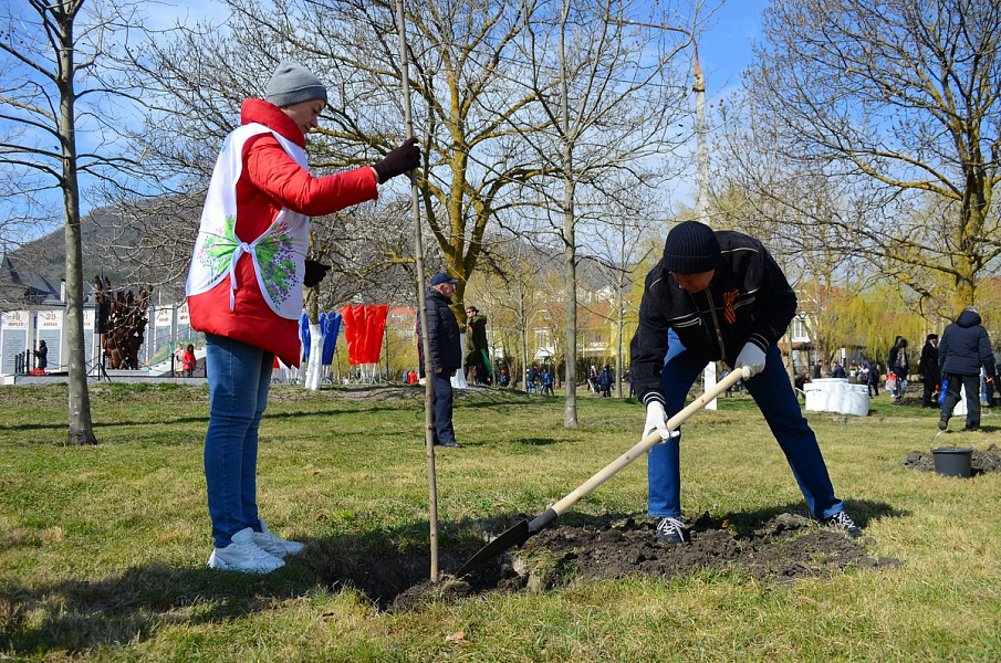 Порядка 70 тысяч деревьев высажено на Кубани в рамках акции «Сад памяти»
