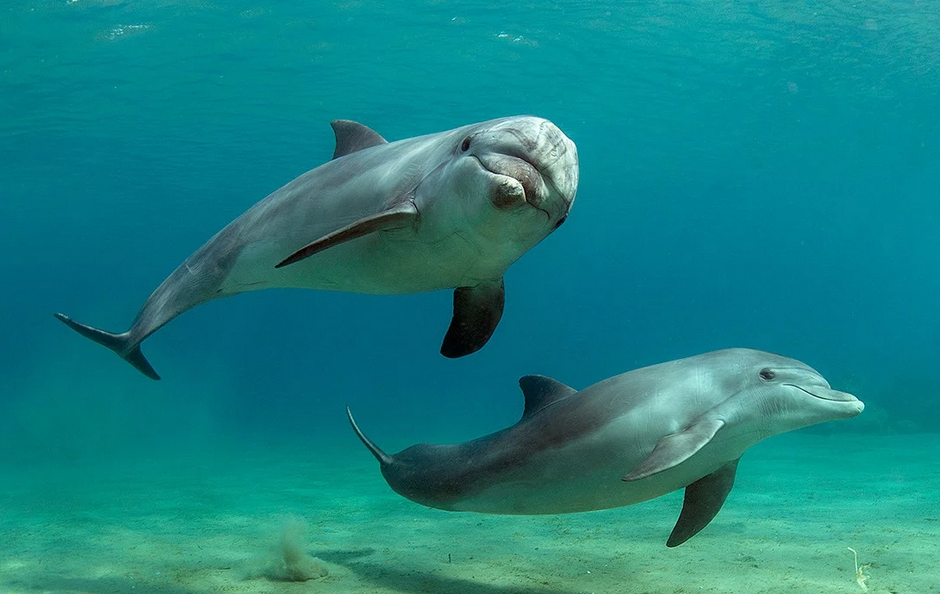 Сезон выбросов погибших дельфинов начался раньше, чем обычно