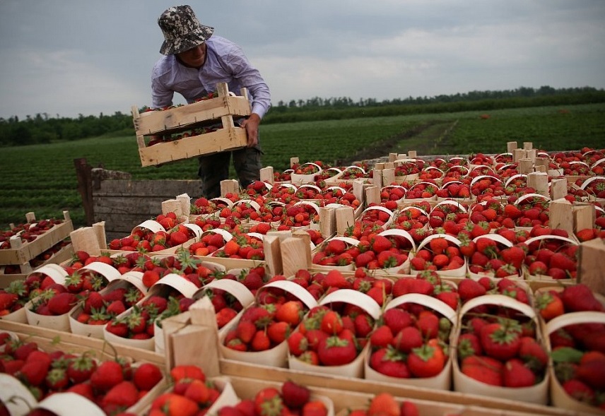 На Кубани с начала года собрали более 600 тонн ягодных культур
