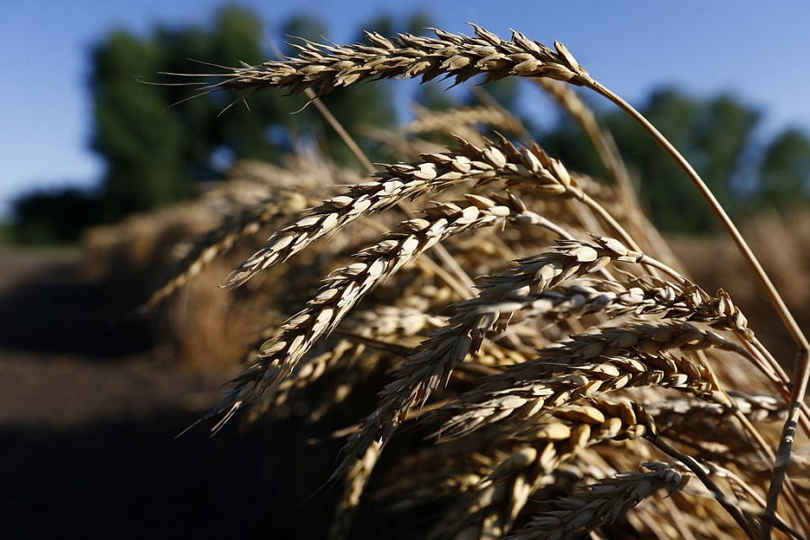 На Кубани собрано более двух миллионов тонн зерна