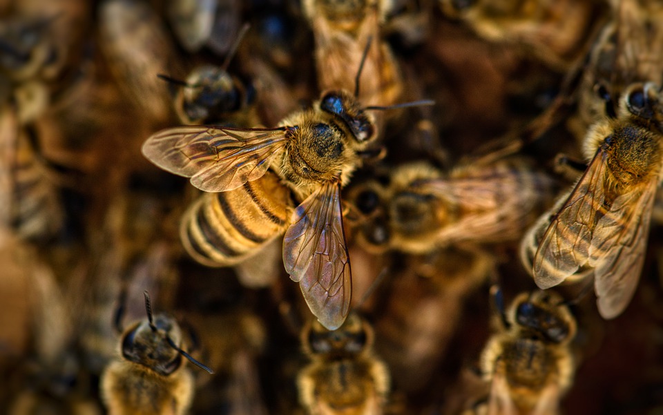 Под Новороссийском нашли улей пчел площадью четыре метра