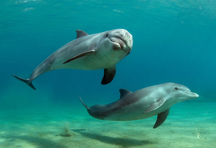 Спасение дельфина взято на контроль ОНФ Кубани