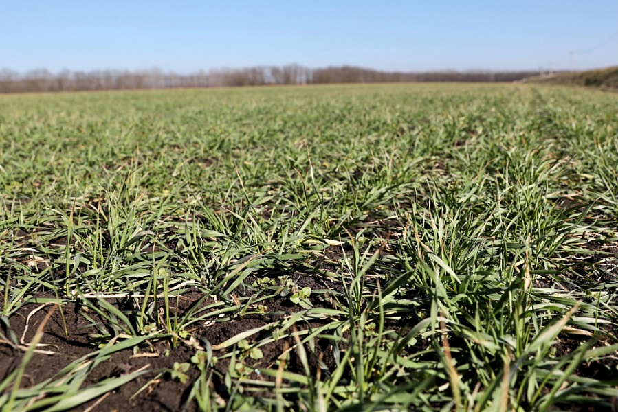 Озимой пшеницей на Кубани засеяно около 1,6 млн гектаров