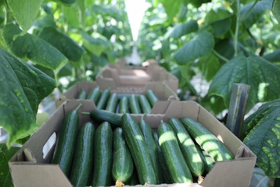 На Кубани с начала 2021 года практически на треть увеличили производство тепличных овощей