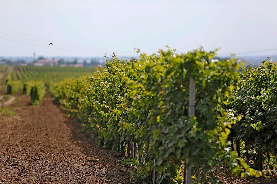 Площадь земель пригодных для выращивания кубанского винограда увеличилась до 50 тысяч гектаров