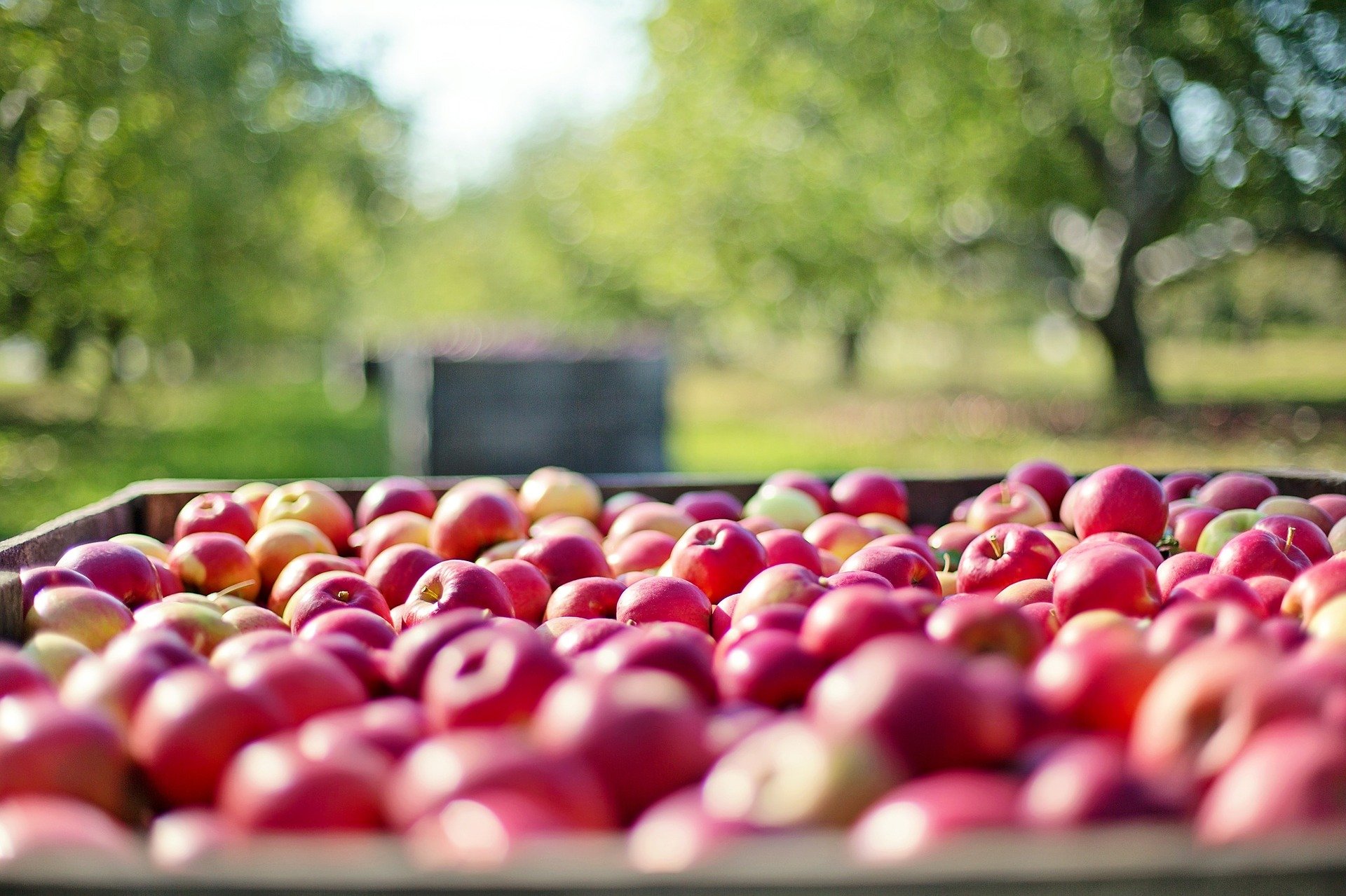 Зимние сорта яблок начали убирать в садах Абинского района
