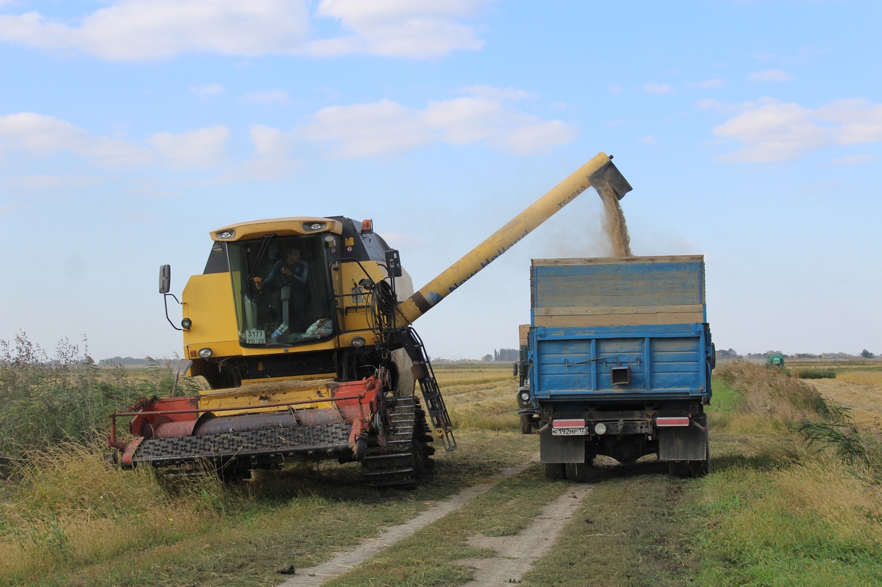 В Абинском районе продолжается уборка риса, а также сев озимых зерновых