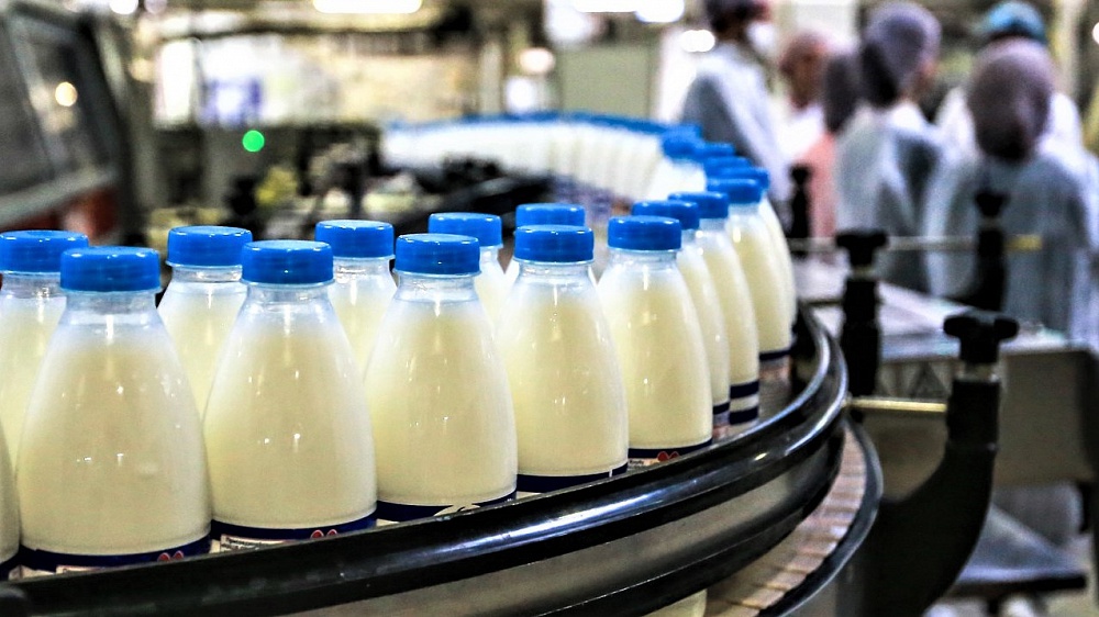 На Кубани с начала 2022 года произвели почти 400 тысяч тонн молока