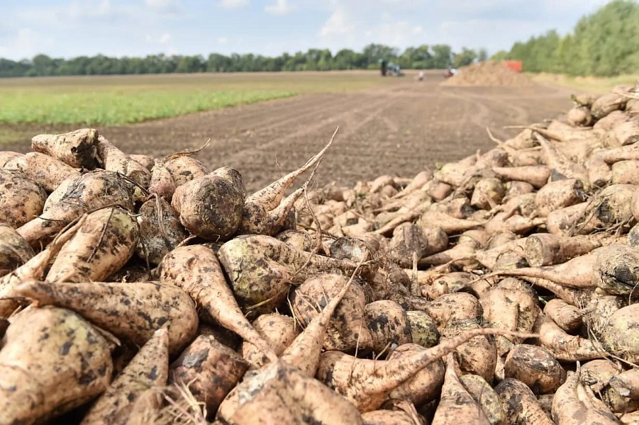 В 2022 году в Краснодарском крае заложат 170 гектаров семенных посевов сахарной свеклы отечественной селекции