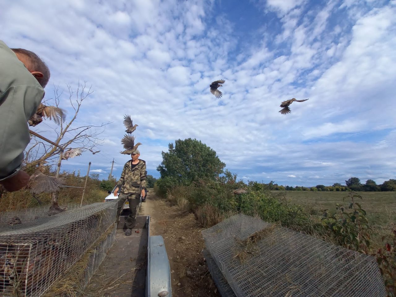 На охотничьих угодьях Абинского района выпустили 500 фазанов