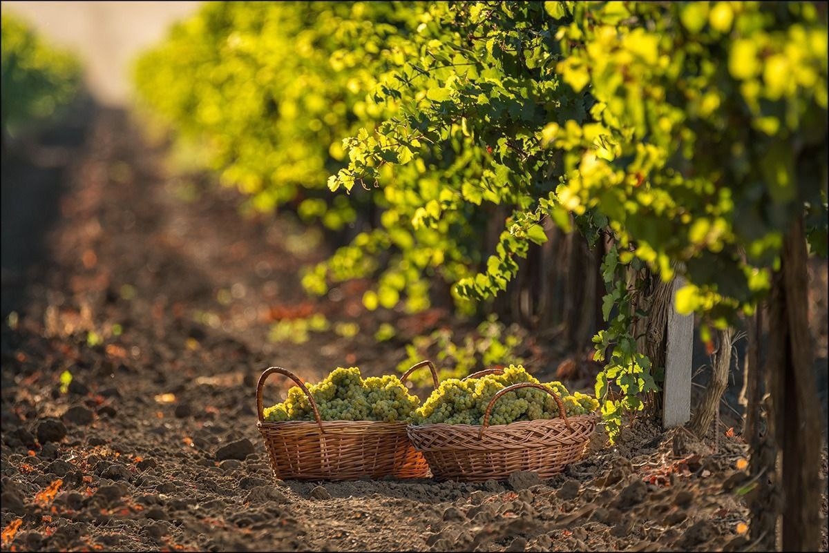 «Фанагория» планирует собрать около 32 тысяч тонн винограда