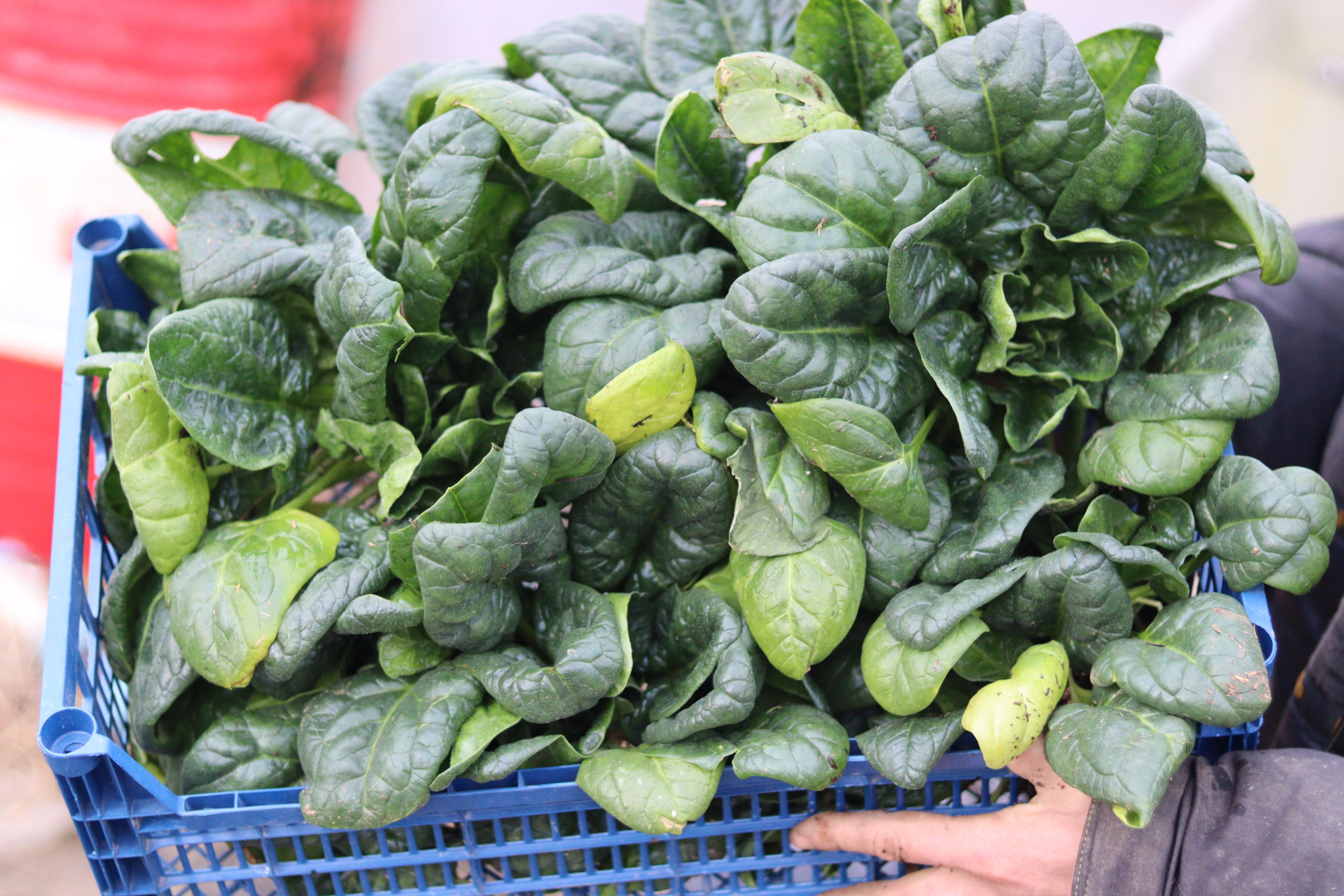 На Кубани стартовала неделя популяризации овощей и фруктов