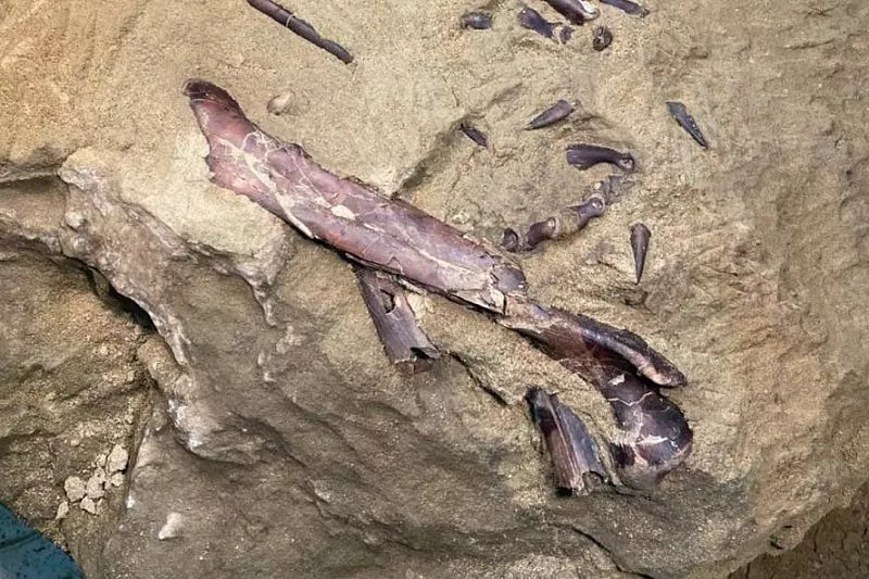 Окаменелости динозавра, живущего почти 125 миллионов лет назад, нашли в России
