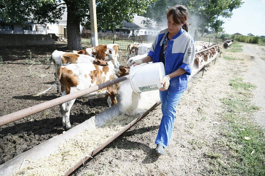 На гранты семейным животноводческим фермам в 2023 году выделили 140 миллионов рублей из бюджета региона