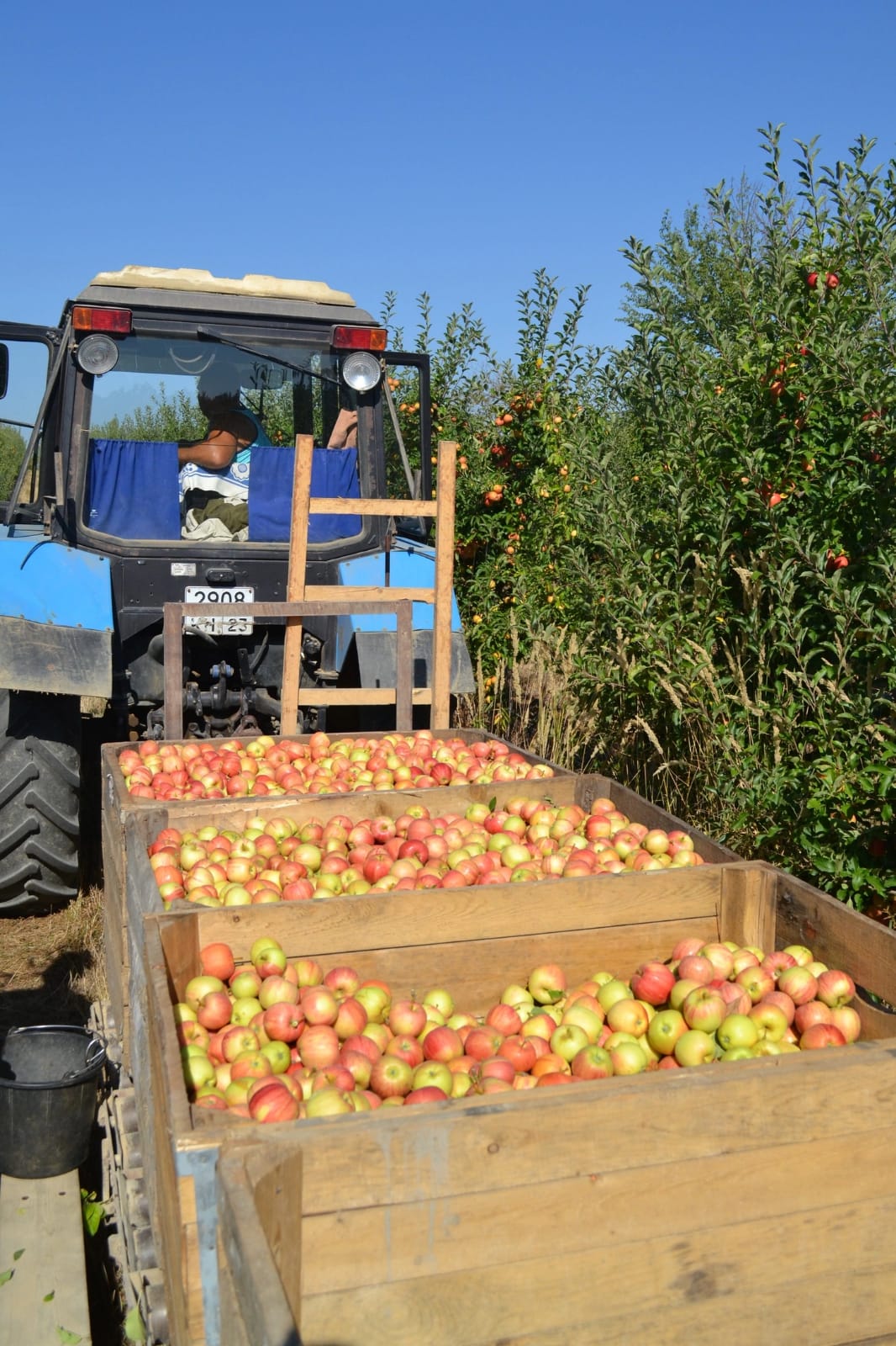 В садах Абинского района продолжается сбор яблок, тогда как в полях сбор урожая уже завершен.