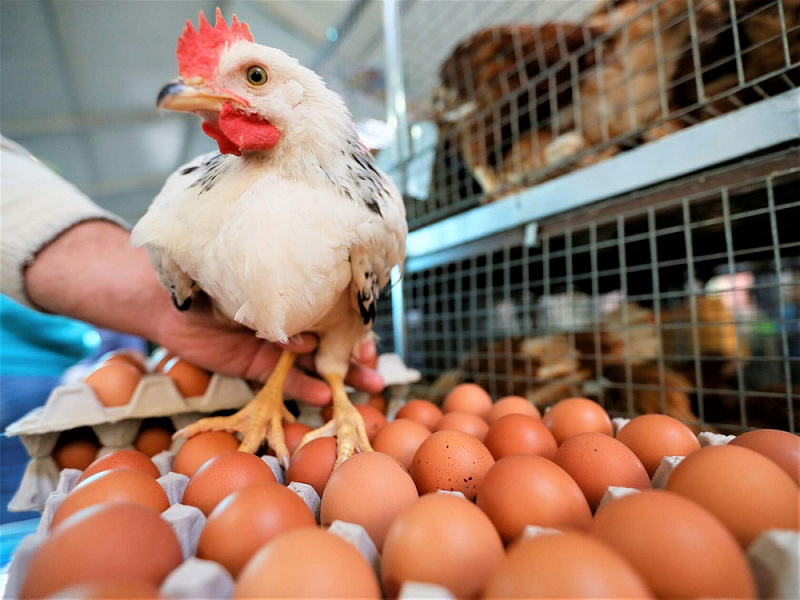 В Краснодарском крае с начала 2023 года нарастили производство мяса птицы и яиц